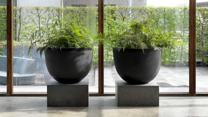 Lush Indoor Plants with Black Planters