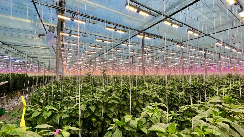 Integrate Smart Lighting for Maximum Impact
