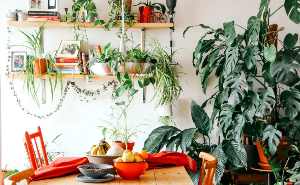 Lush Indoor Plants
